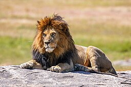 A photograph of a lion lying on a rock