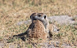 A photograph of two meerkats huddling together for warmth