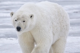 photograph of a polar bear