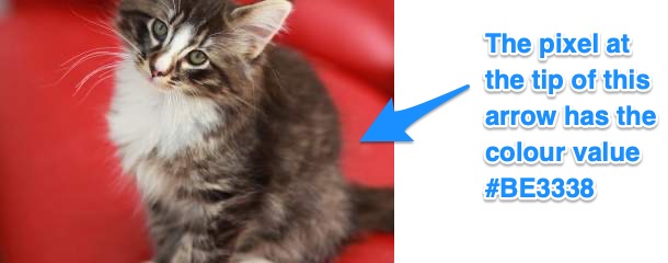 Kitten picture showing the colour of a red background pixel